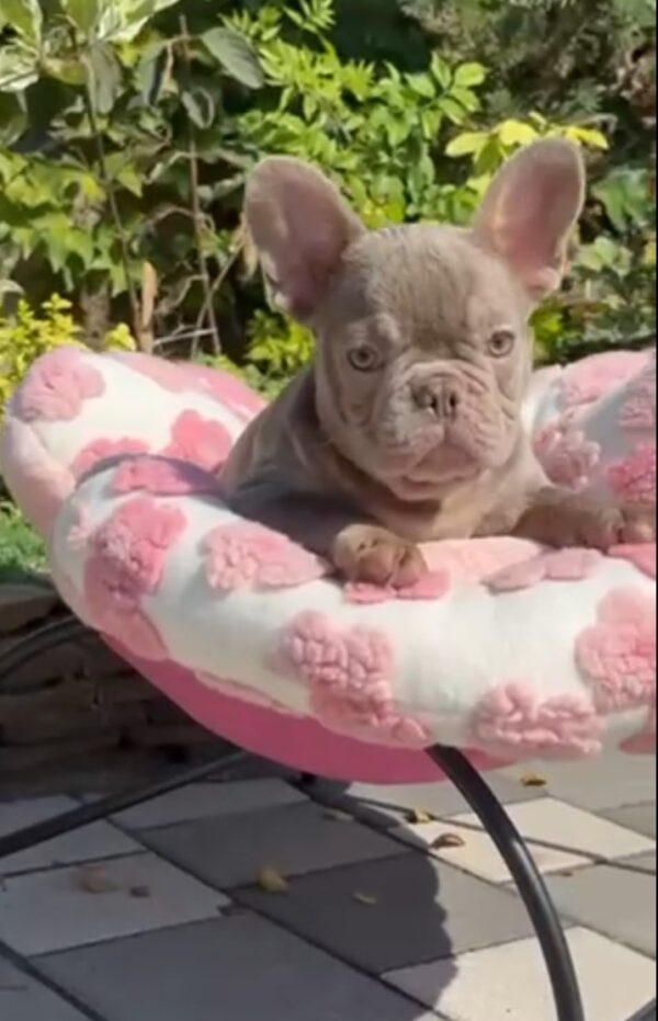 Silver French Bulldog