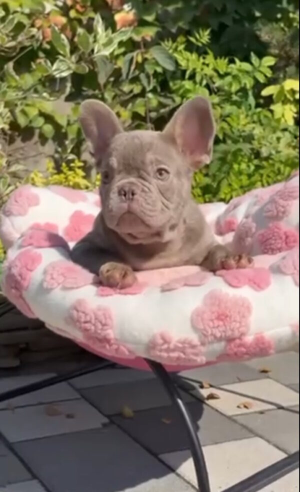 Silver French Bulldog