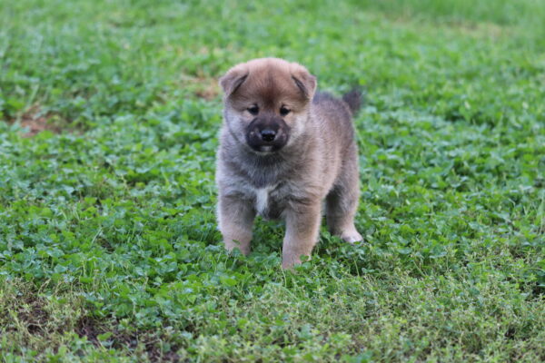 Sim Shiba Inu Sim Shiba Inu