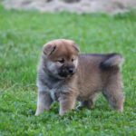 Sim-male-shiba-inu-puppy-for-sale-1 (2)