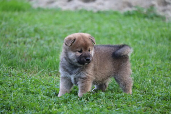 Sim Shiba Inu Sim Shiba Inu