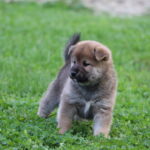 Sim-male-shiba-inu-puppy-for-sale-1 (3)