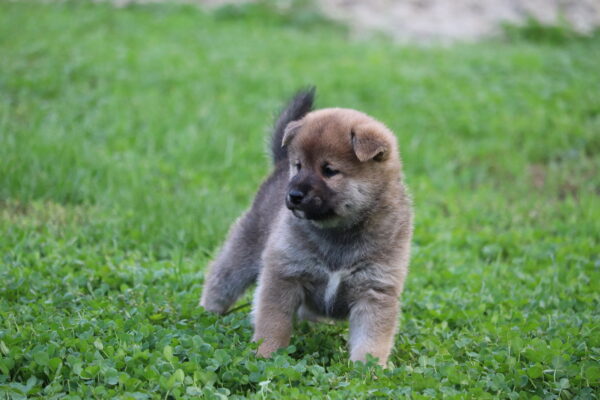 Sim Shiba Inu Sim Shiba Inu