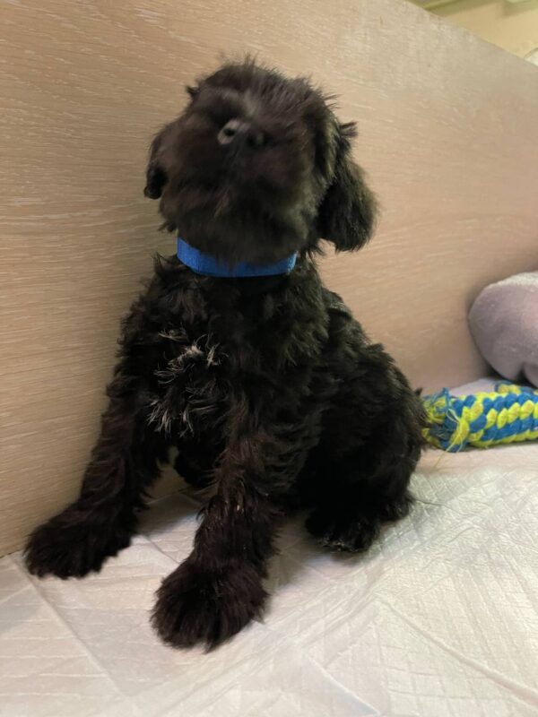 Smokey Miniature Schnauzer