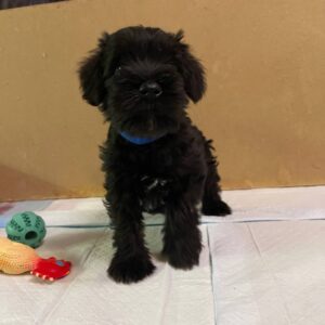 Smokey Miniature Schnauzer