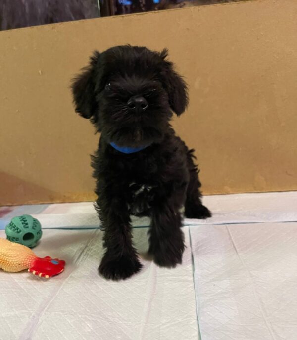 Smokey Miniature Schnauzer