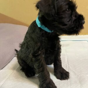 Snoopy Miniature Schnauzer