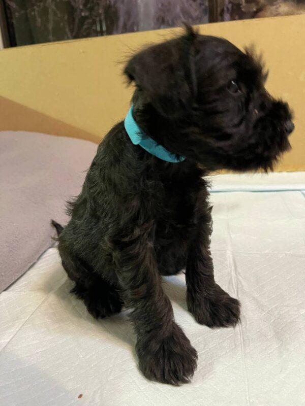 Snoopy Miniature Schnauzer