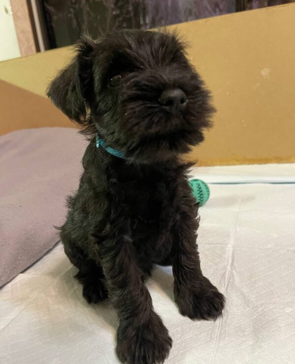 Snoopy Miniature Schnauzer