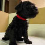 Sophie Miniature Schnauzer