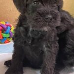 Sonia-female-Miniature-Schnauzer-puppy-for-sale-1