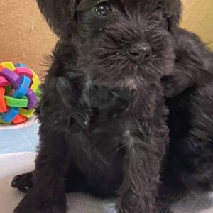 Sonia Miniature Schnauzer