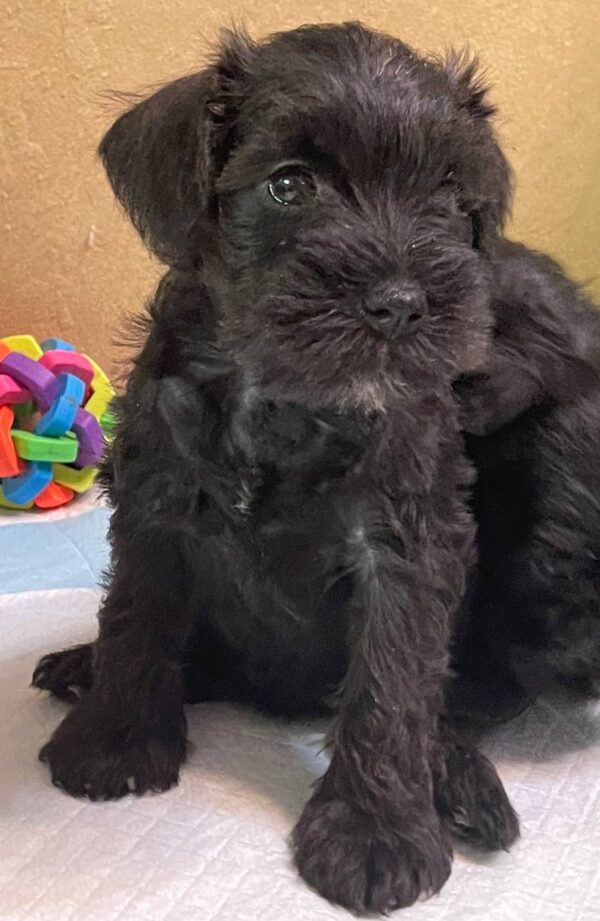 Sonia Miniature Schnauzer