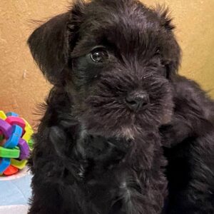 Sonia Miniature Schnauzer