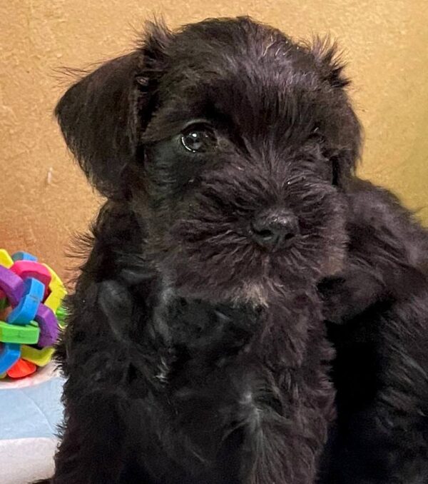 Sonia Miniature Schnauzer