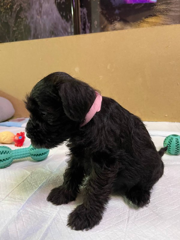 Sophie Miniature Schnauzer