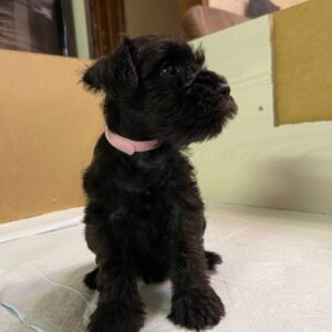 Sophie Miniature Schnauzer