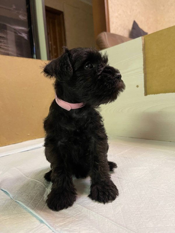 Sophie Miniature Schnauzer