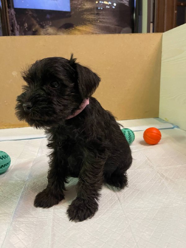 Sophie Miniature Schnauzer