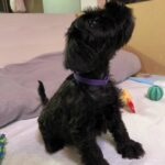 Sparky-male-Miniature-Schnauzer-puppy-for-sale-1