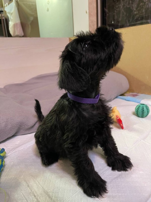 Sparky Miniature Schnauzer