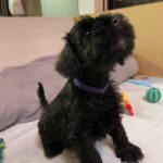Smokey Miniature Schnauzer