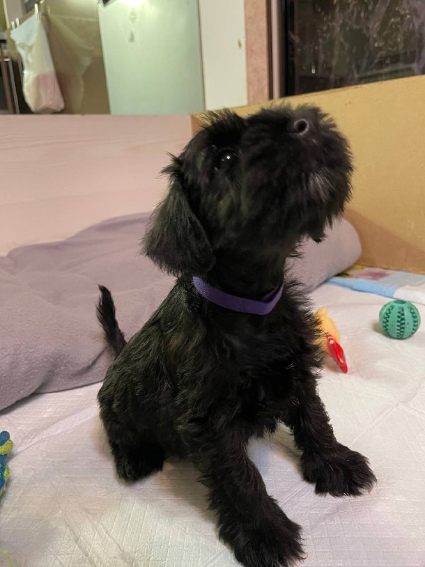 Sparky Miniature Schnauzer