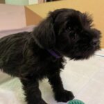 Sparky-male-Miniature-Schnauzer-puppy-for-sale-3