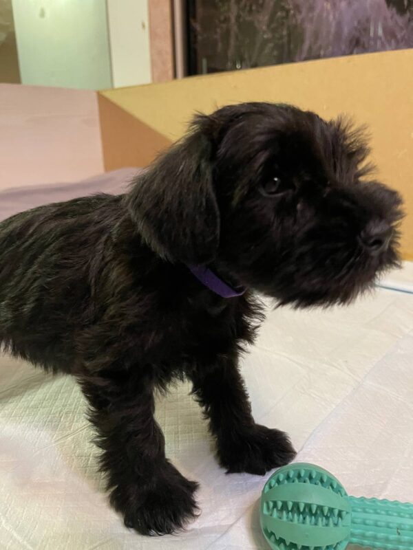 Sparky Miniature Schnauzer
