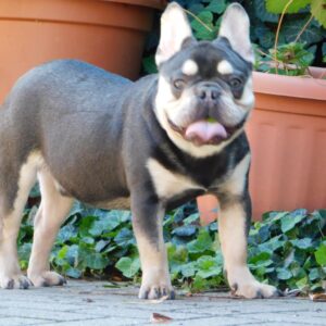 Spot French Bulldog