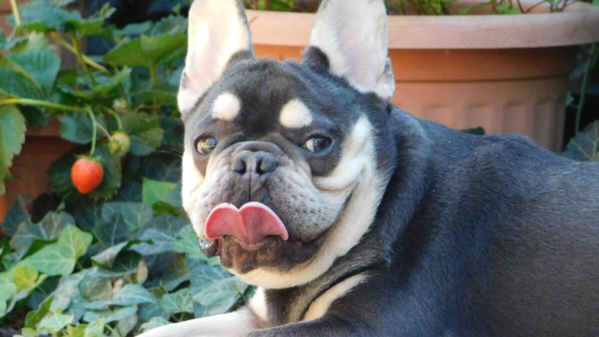 Bulldog Breeders French Bulldog Club French Bulldog Find A Stud