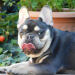 Phil French Bulldog