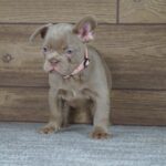 Stella-female-french-bulldog-pupppy-for-sale- (1)
