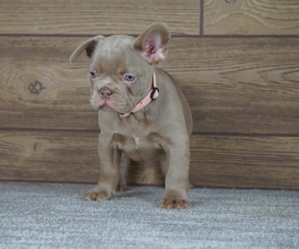 Stella French Bulldog