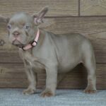 Theodora French Bulldog