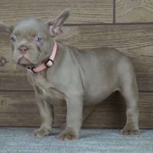 Stella French Bulldog