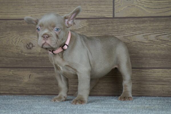 Stella French Bulldog