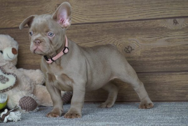 Stella French Bulldog