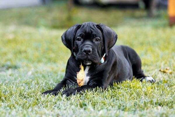 Stinger Cane Corso