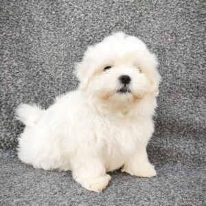 Stitch Maltese