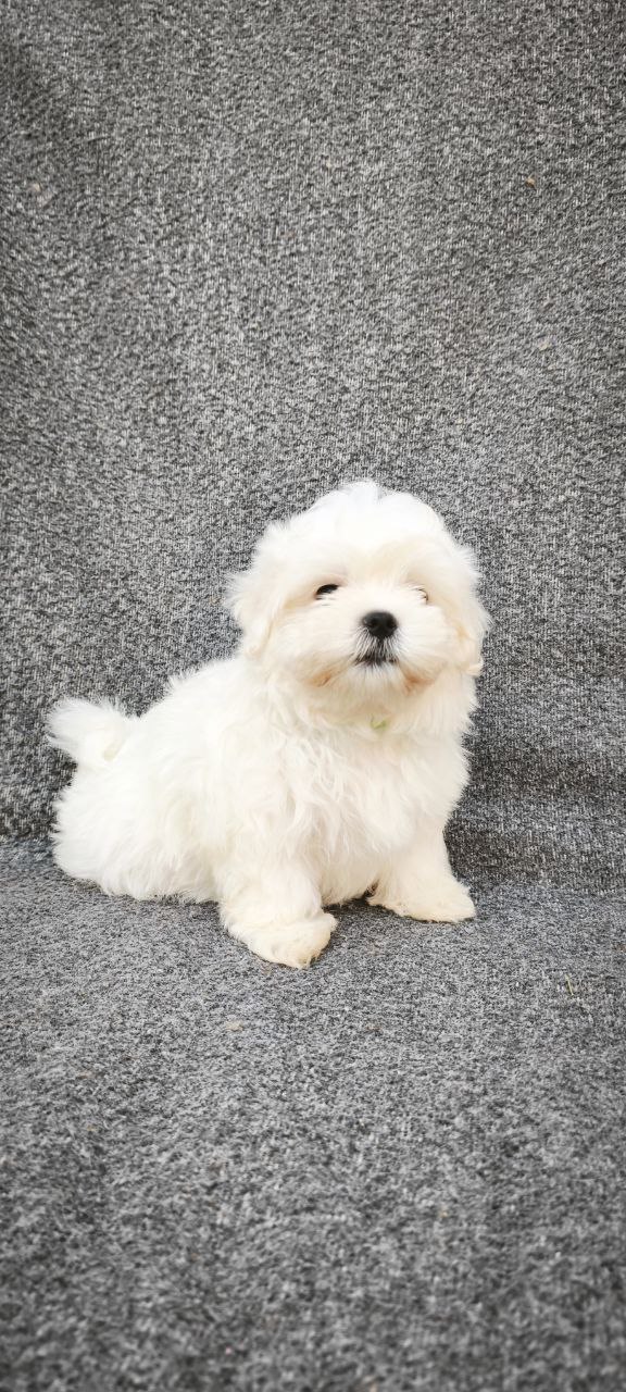 Stitch Maltese