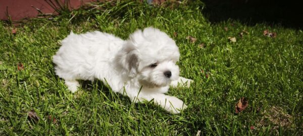 Stitch Maltese