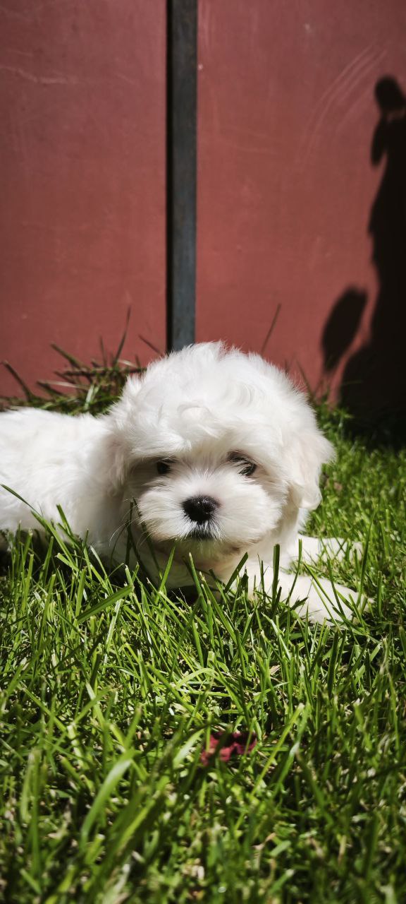 Stitch Maltese