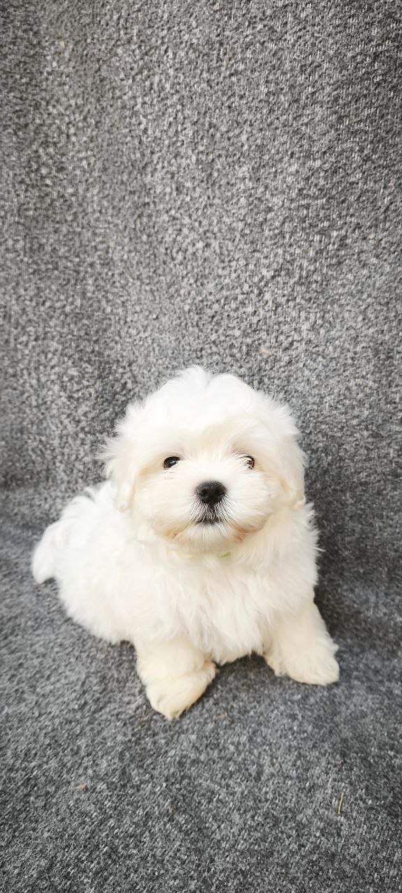 Stitch Maltese
