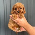 Debora Cavapoo