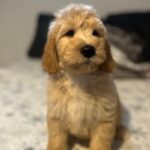 Sweety-female-goldendoodle-puppy-for-sale- (7)