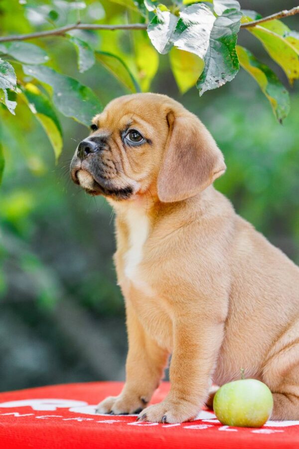 Tabby Puggle