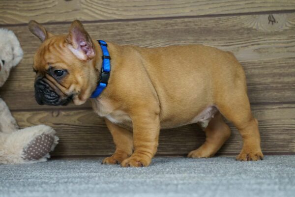 Taco French Bulldog