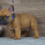 Taco-male-french-bulldog-puppy-for-sale- (1)
