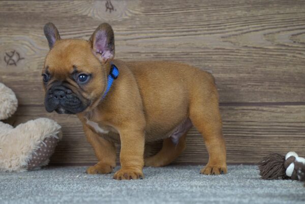 Taco French Bulldog